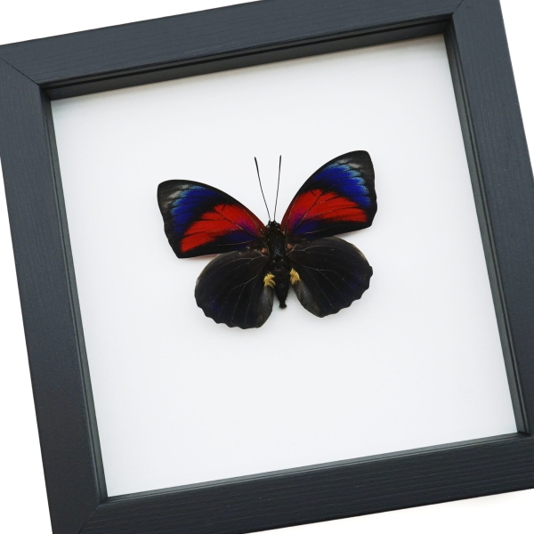 Rare Red Blue Hybrid Framed Butterfly Agrias beatifica lachaumei Agrias claudina lugens Classic Black Display ooak
