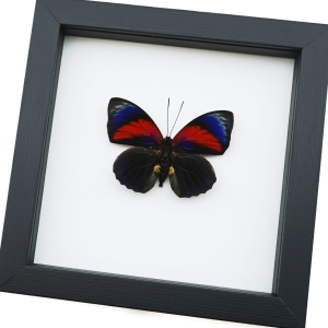 Rare Red Blue Hybrid Framed Butterfly Agrias beatifica lachaumei Agrias claudina lugens Classic Black Display ooak