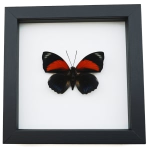 Rare Red Hybrid Butterfly Agrias beatifica lachaumei Agrias claudina lugens Classic Black Display ooak