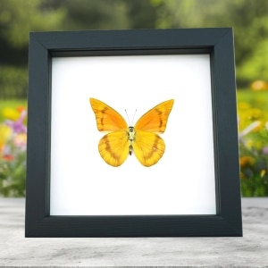 Appias nero zarinda verso Butterfly Eastern Orange Albatross Framed Insect Taxidermy Classic Black Display