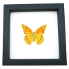 Appias nero zarinda verso Butterfly Eastern Orange Albatross Framed Insect Taxidermy Classic Black Display