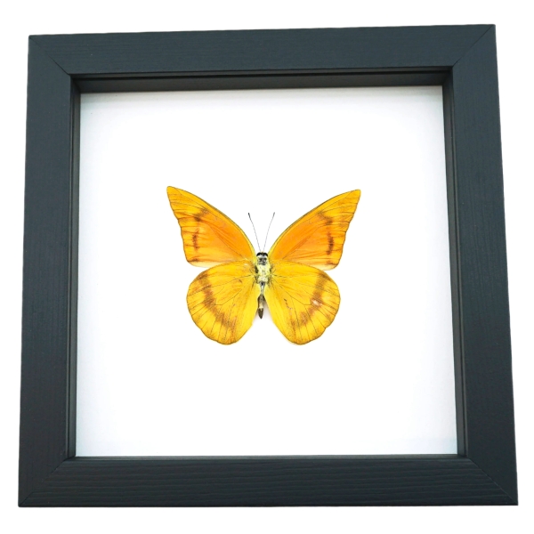 Appias nero zarinda verso Butterfly Eastern Orange Albatross Framed Insect Taxidermy Classic Black Display