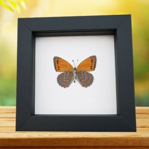 Real Framed African Butterfly Asterope pechueli Verso Taxidermy Classic Black Display