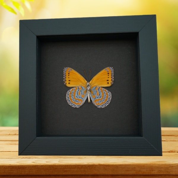 Real Framed African Butterfly Asterope pechueli Verso Taxidermy Moonlight Display