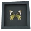 Battus Madyes Chlorodamas Verso Framed Butterfly Taxidermy Moonlight Display