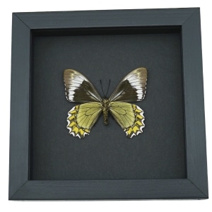 Battus Madyes Chlorodamas Verso Framed Butterfly Taxidermy Moonlight Display