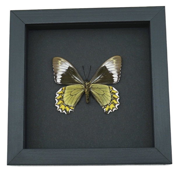 Battus Madyes Chlorodamas Verso Framed Butterfly Taxidermy Moonlight Display