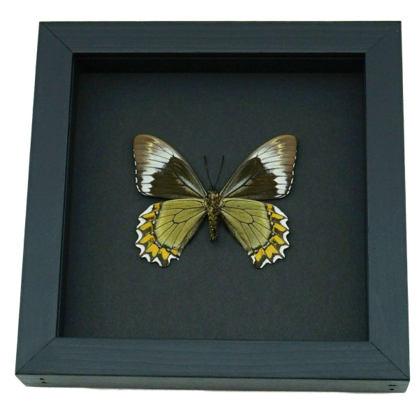 Battus Madyes Chlorodamas Verso Framed Butterfly Taxidermy Moonlight Display