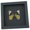 Battus Madyes Chlorodamas Verso Framed Butterfly Taxidermy Moonlight Display