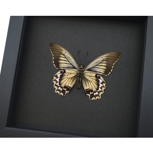Battus streckerianus Female Verso Rare Framed Butterfly Moonlight Display
