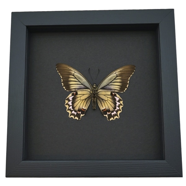 Battus streckerianus Female Verso Rare Framed Butterfly Moonlight Display