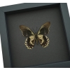 Battus streckerianus Male verso Rare Framed Butterfly Moonlight Display