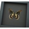 Battus streckerianus Male verso Rare Framed Butterfly Moonlight Display