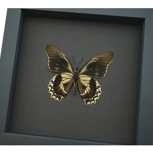 Battus streckerianus Male verso Rare Framed Butterfly Moonlight Display