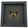 Battus streckerianus Male verso Rare Framed Butterfly Taxidermy Moonlight Display