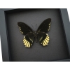 Battus streckerianus Female Rare Framed Butterfly Moonlight Display