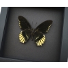 Battus streckerianus Female Rare Framed Butterfly Moonlight Display