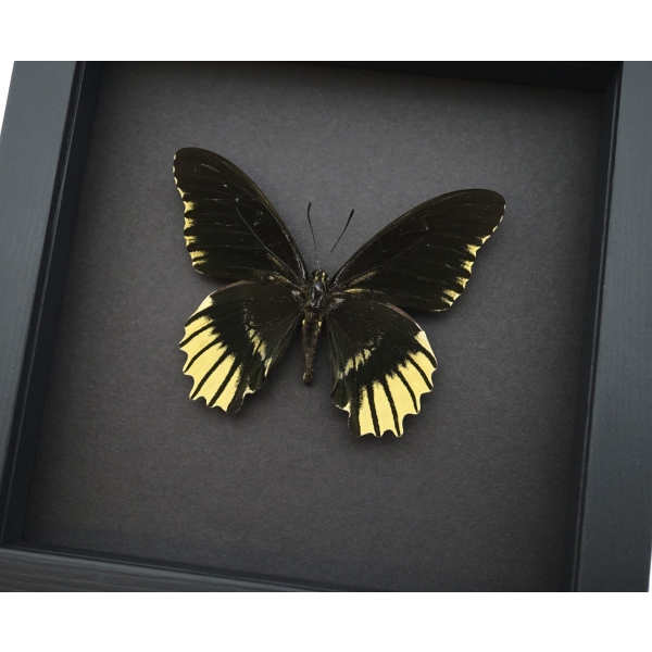 Battus streckerianus Female Rare Framed Butterfly Moonlight Display