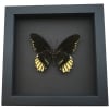 Battus streckerianus Female Rare Framed Butterfly Moonlight Display