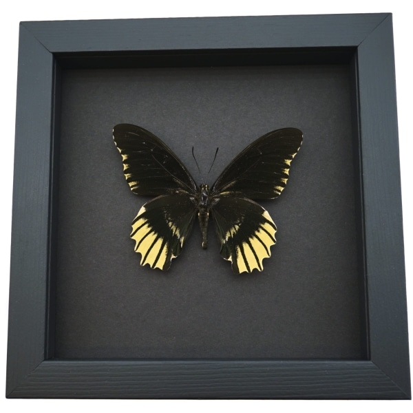 Battus streckerianus Female Rare Framed Butterfly Moonlight Display