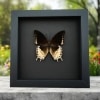 Charaxes orilus Creamy Yellow Butterfly Rare Framed Taxidermy Moonlight Display