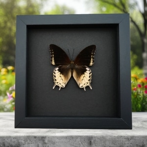 Charaxes orilus Creamy Yellow Butterfly Rare Framed Taxidermy Moonlight Display