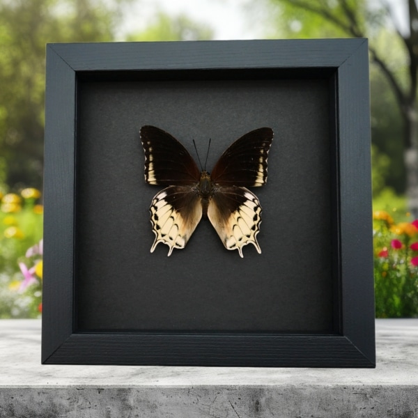Charaxes orilus Creamy Yellow Butterfly Rare Framed Taxidermy Moonlight Display