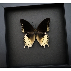 Charaxes orilus Creamy Yellow Butterfly Rare Framed Taxidermy Moonlight Display