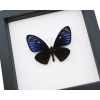 Chilasa paradoxa Purple Framed Butterfly Classic Black Display