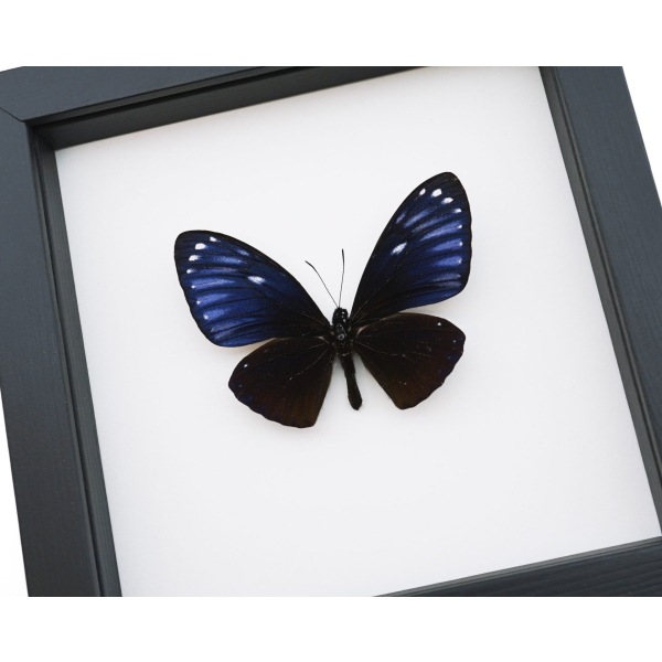 Chilasa paradoxa Purple Framed Butterfly Classic Black Display
