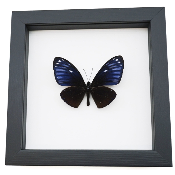Chilasa paradoxa Purple Framed Butterfly Taxidermy Classic Black Display