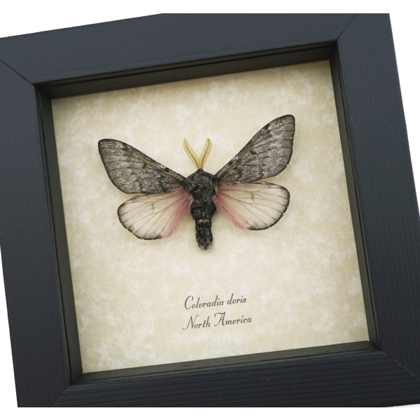 Coloradia doris Pink Furry Doris Pine Moth Real Framed Taxidermy Display