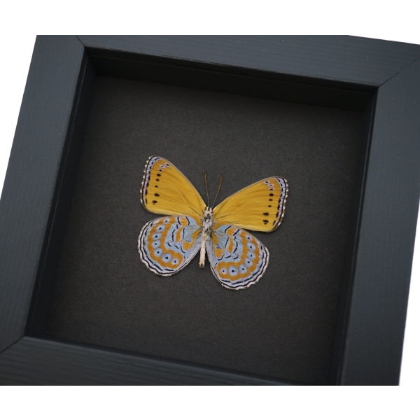 Real Framed African Butterfly Asterope pechueli Verso Taxidermy Moonlight Display