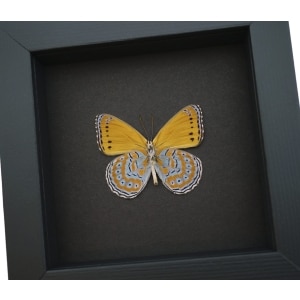 Real Framed African Butterfly Asterope pechueli Verso Taxidermy Moonlight Display