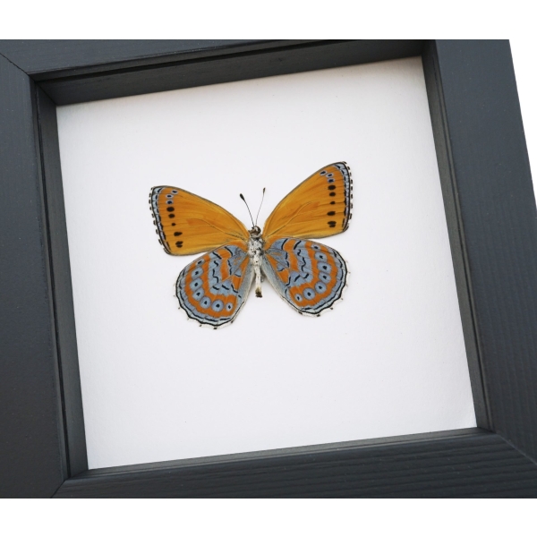 Real Framed African Butterfly Asterope pechueli Verso Taxidermy Classic Black Display