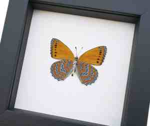 Real Framed African Butterfly Asterope pechueli Verso Taxidermy Classic Black Display