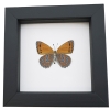 Real Framed African Butterfly Asterope pechueli Verso Taxidermy Classic Black Display