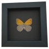 Real Framed African Butterfly Asterope pechueli Verso Taxidermy Moonlight Display