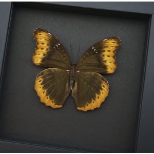 Cymothoe fumana balluca female Rare Framed African Butterfly Moonlight Display ooak
