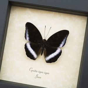 Cynitia(tanaecia) iapis iapis Purple Banded Butterfly Horsfield's Baron Framed Taxidermy Display