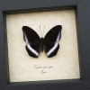 Cynitia iapis iapis Female Butterfly Horsfield's Baron Framed Taxidermy Display