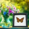 Framed Monarch Butterfly Danaus plexippus Male Verso North American Classic Black Display