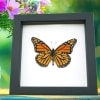 Framed Monarch Butterfly Danaus plexippus Male Verso North American Classic Black Display