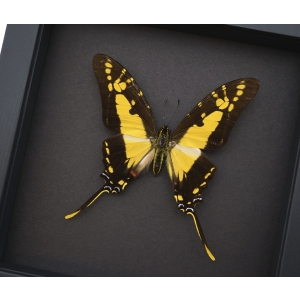 Framed Butterfly Eurytides thyastes Yellow Swordtail Swallowtail Insect Taxidermy Moonlight Display