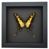 Framed Butterfly Eurytides thyastes Yellow Swordtail Swallowtail Insect Taxidermy Moonlight Display