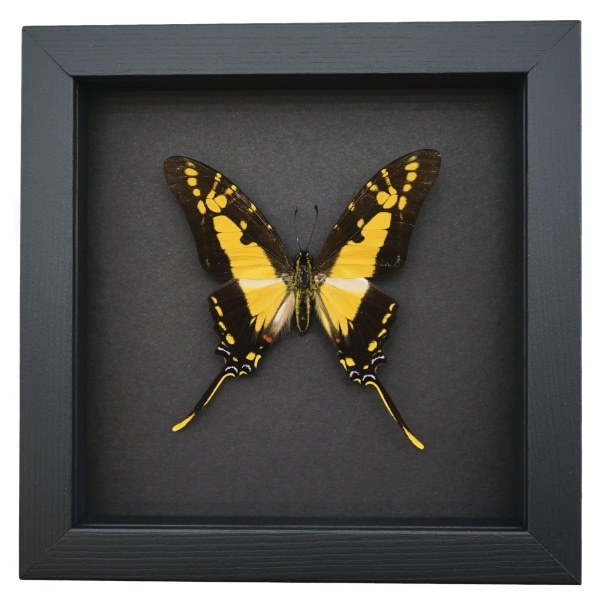 Framed Butterfly Eurytides thyastes Yellow Swordtail Swallowtail Insect Taxidermy Moonlight Display