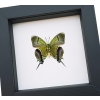 Regal Hairstreak Butterfly Evenus Regalis Verso Framed Classic Black Display