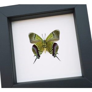 Regal Hairstreak Butterfly Evenus Regalis Verso Framed Classic Black Display