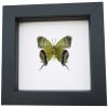 Regal Hairstreak Butterfly Evenus Regalis Verso Framed Classic Black Display