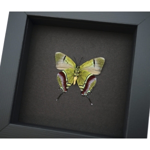 Regal Hairstreak Butterfly Evenus Regalis Verso Framed Moonlight Display